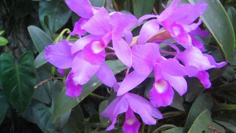 Guaria Morada: National Flower of Costa Rica