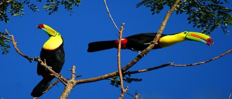 Costa Rica is a Bird Watchers Paradise