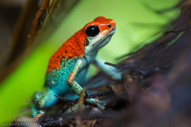 Take a Look At Some of Costa Rica’s Most Poisonous  Animals