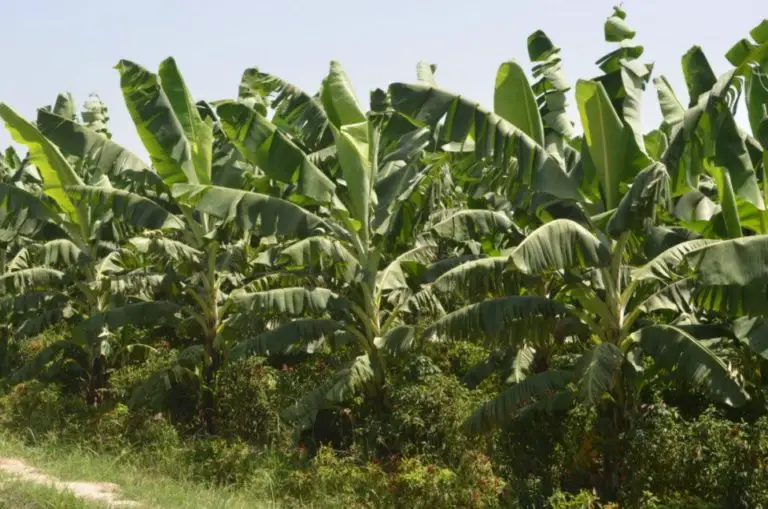 Banana Cultivation: Deeply Rooted In the Culture of Costa Rica