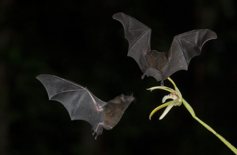 Did You Know that Bats Are Actually Our Farmers’ Allies?