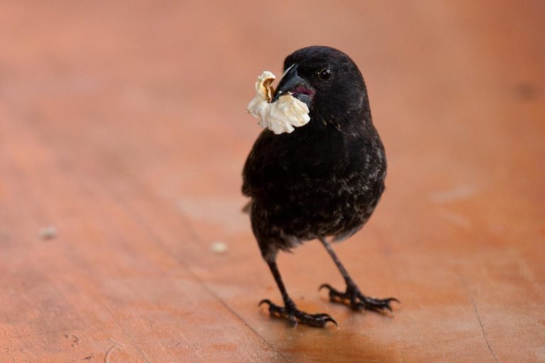 Alert: “Junk Food” Is Harming Birds!
