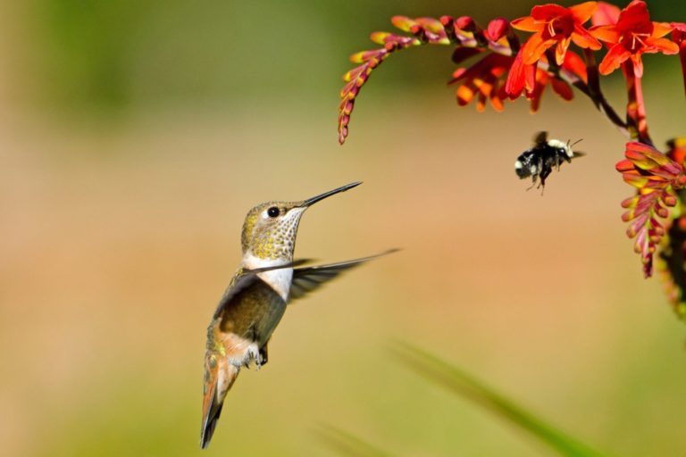 Costa Rica has 54 Species of Hummingbird, the Most Flower-Pollinating Bird in the World