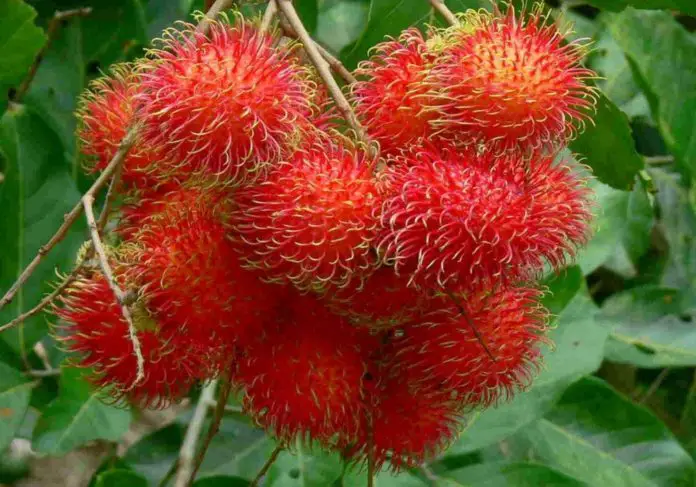 Rambutan Fruit