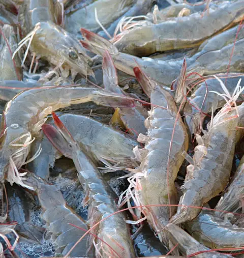 Costa Rica's Shrimp Trawling Study Questioned 