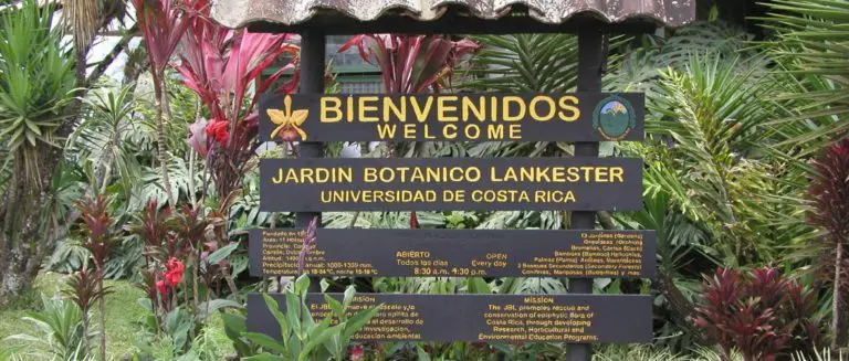 Lankester Botanical Garden Holds Its Annual Bonsai Exhibition