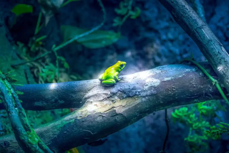 Kambo: A Powerful Amazonian Frog Secretion That Offers Healing!