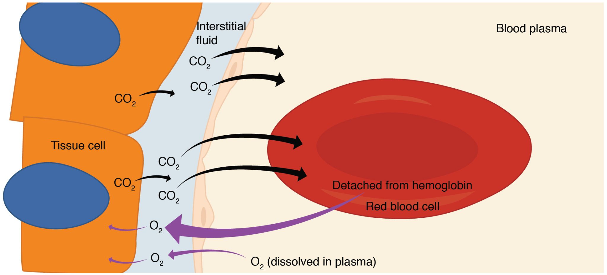 Cellular oxygenation clearance