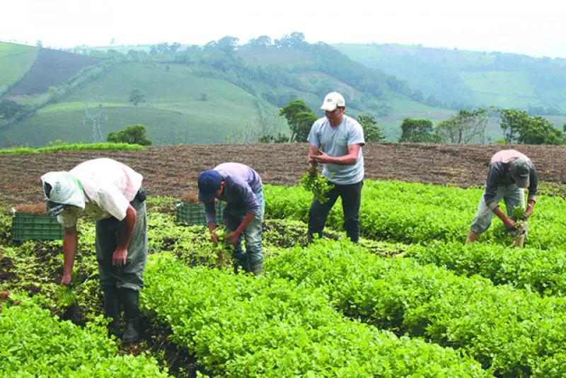 How Agricultural Production is One of the Cornerstones of Costa Rica`s ...