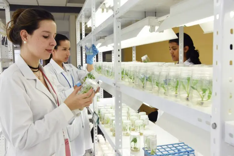 Biotechnology Scientists Are Captivated by the Wonderful Power of Plants