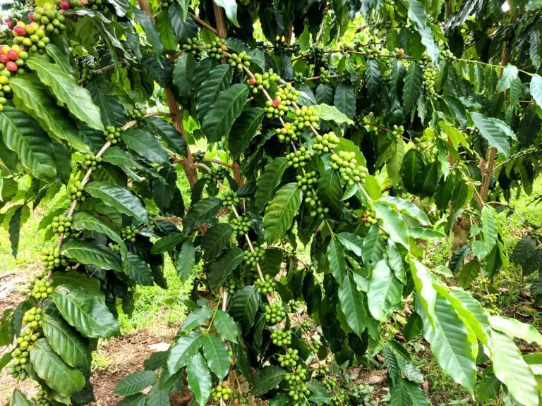 Costa Rican Coffee Exported to Europe Will Have a Green Label