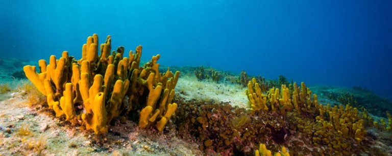 Sea Sponges: Key Biological Organisms in Combating the Climate Crisis