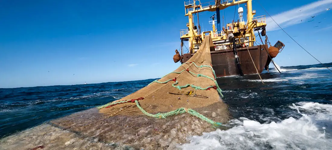 Environmentalists Celebrate Expiration of the Last Trawling License in ...
