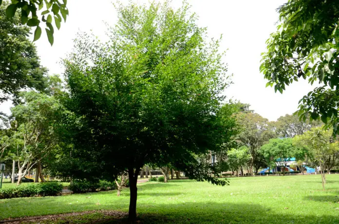 Green Trees 1