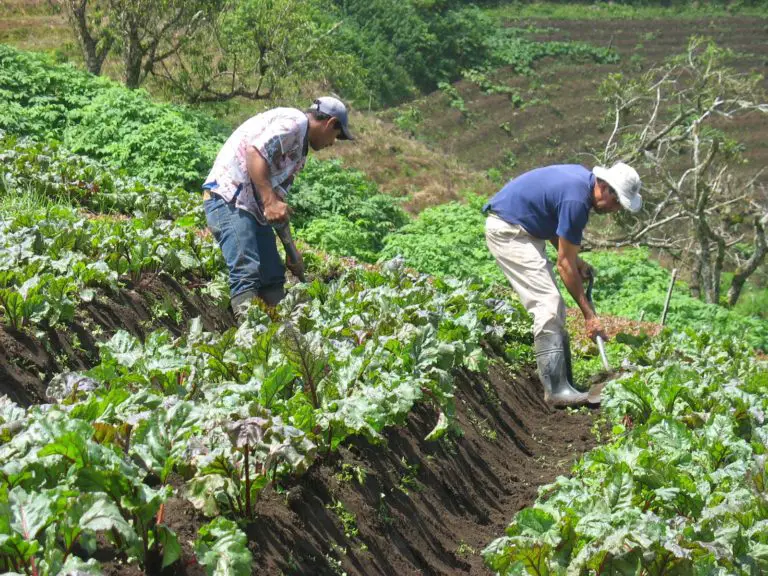 Costa Rica Has Certified 8 Thousand Hectares of Organic Agriculture