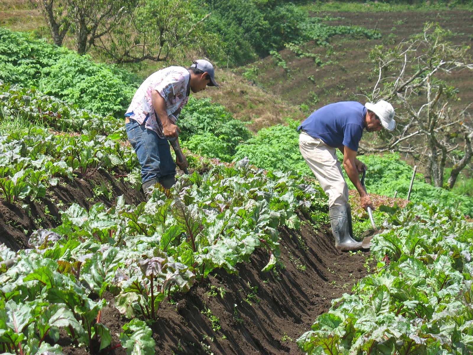 Costa Rica Has Certified 8 Thousand Hectares Of Organic Agriculture ⋆ The Costa Rica News 7599