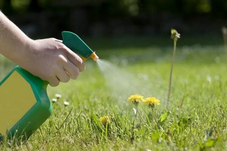 Use of Herbicides in Public Places Triggers Alert for Health Affectation