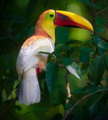 Unusual White Toucan Is Photographed in Guápiles ⋆ The Costa Rica News