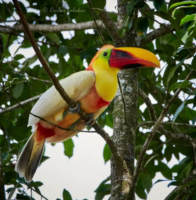 Unusual White Toucan Is Photographed in Guápiles