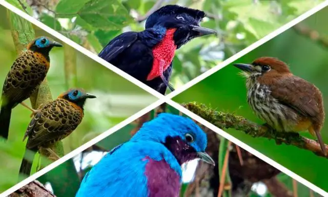 Costa Rica Is A Bird Watchers Paradise! ⋆ The Costa Rica News