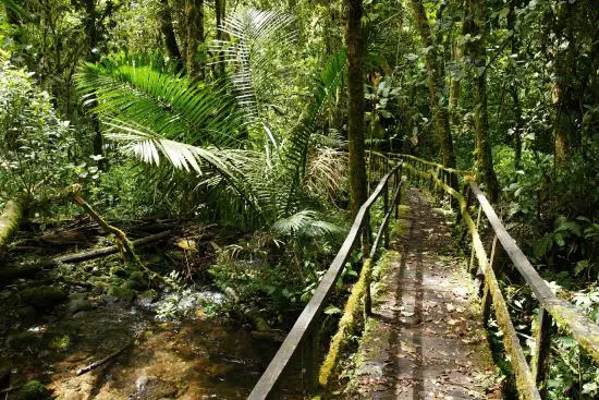 Have You Visited La Amistad International Park A World Heritage Site ⋆ The Costa Rica News 9748