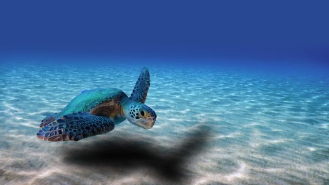 Sustainable Costa Rican Fishing Practices Will Benefit Sea Turtle Conservation
