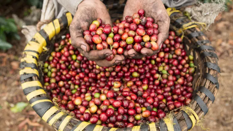 Costa Rica Aims To Double Annual Coffee Production  for 2023