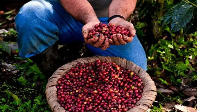 Costa Rica celebrates in October the bicentennial of the first coffee export