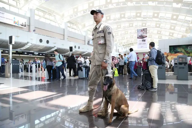 Sniffer Dogs Against Vegetable Contraband at the Juan Santamaría Airport