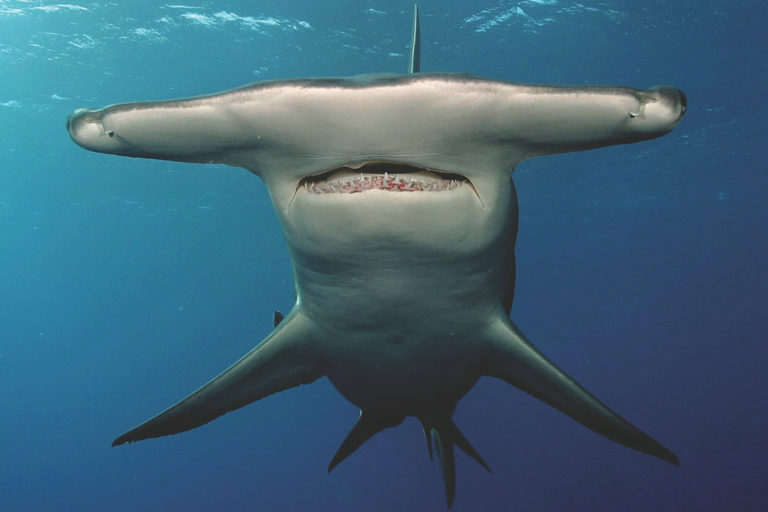 The Hammerhead Shark Listed as a Critically Endangered Species