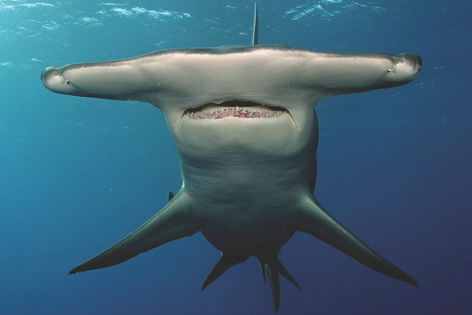 Гигантская акула-молот зубы
