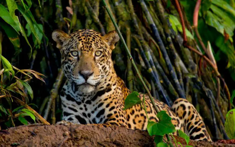 Discover Costa Rica’s Exotic Animals!