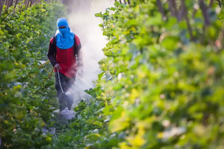 In Costa Rica, 1 Out of 4 Fresh Vegetables Is Contaminated with Pesticides