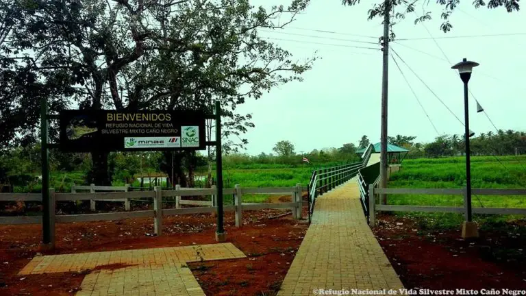 Impressive Natural Refuge: Caño Negro