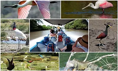 Palo Verde National Park: A Birdwatchers' Heaven in Guanacaste