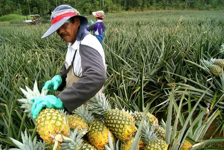 The "Piñera" Controversy: Is Their Produce As Sweet As It Seems?