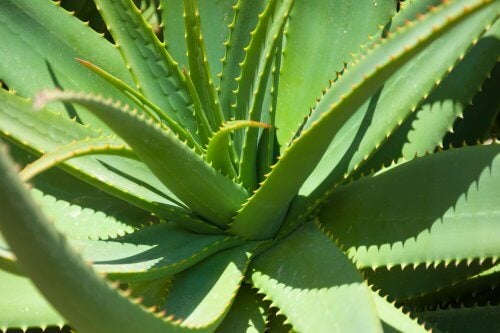 Aloe Vera: What are its Properties and Recommended Uses