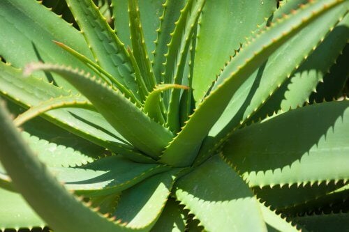 Discover The Benefits Of Aloe Vera For Your Health The Costa