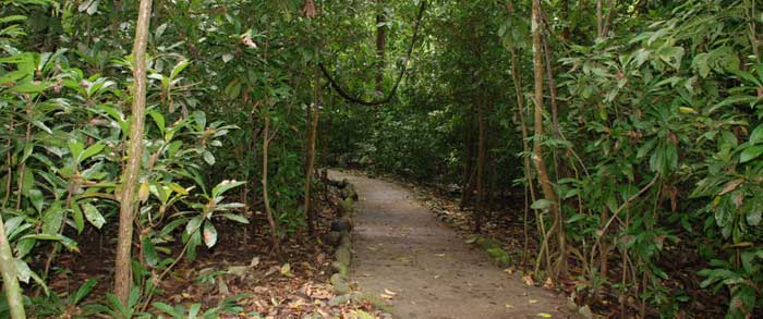 Get to Know Carara National Park, a Lush Tropical Paradise with an Amazing Abundance of Unique Flora and Fauna