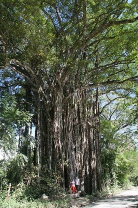 The Magnificent Tree Species of Costa Rica, Beautiful and Imposing ⋆ ...