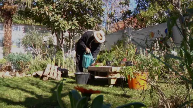 https://elhorticultor.org/12-hierbas-medicinales-que-debes-cultivar-en-tu-jardin-medicinal/