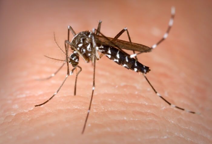 2000 Cases of Dengue Have Been Reported in Costa Rica
