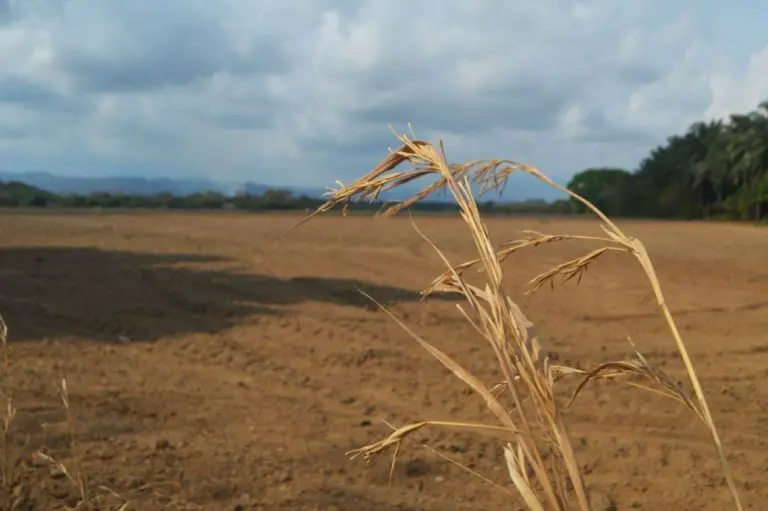 Rice and Beans: Costa Rica Is headed Towards Shortages due To The Covid-19 Crisis