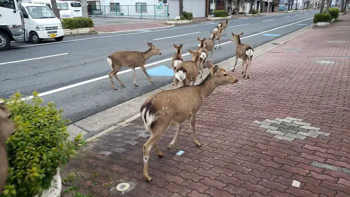 Animals in Latin America Explore Cities during Quarantine
