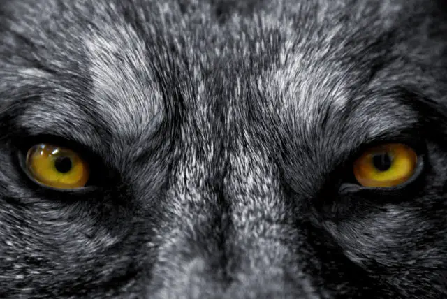 beautiful eyes of a wild wolf: dangerous mammal