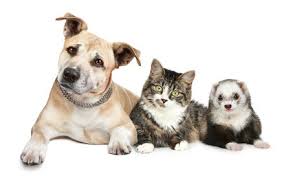 The New Coronavirus Breeds Well In Cats and Ferrets But Poorly In Dogs