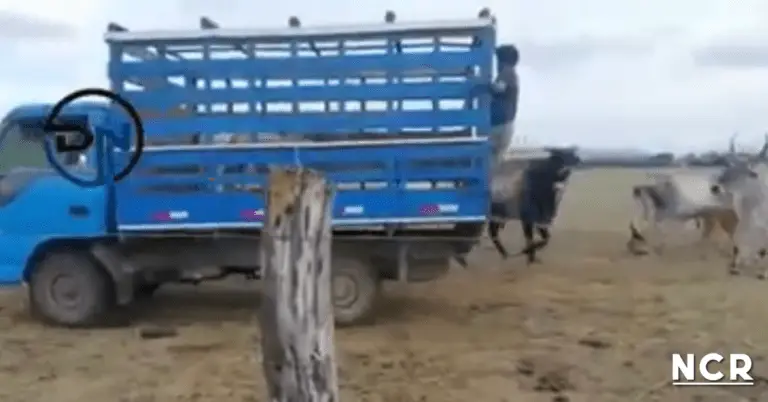 Video of the Emotional Reaction by Stolen Calves When Returned to Their Farm, Goes Viral
