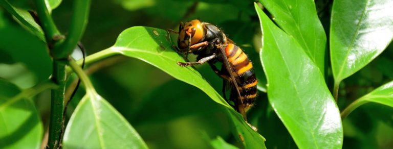 Costa Rican Authorities Alert on Presence of “Killer Hornet” in the Country
