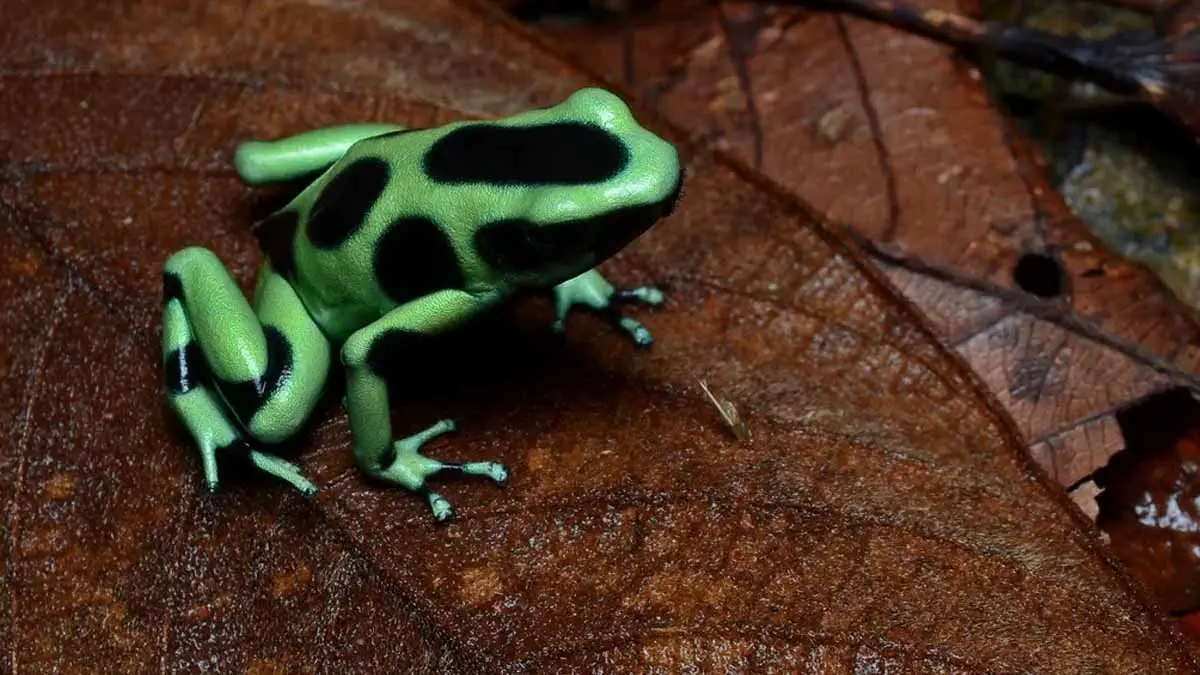Poison Dart Frogs, Small and Colorful Attractions of the Costa Rican Fauna