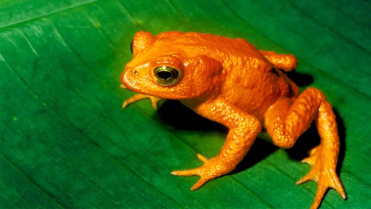 The Defunct Ambassador of Costa Rica The Golden Toad